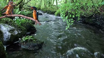3 jam terapi burung anti stres suara hutan suara burung di alam liar dan suara air mengalir