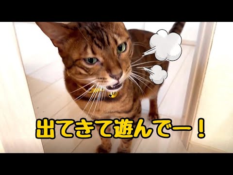 コロナ隔離中の夫の部屋に寂しくて突撃しちゃう猫さん