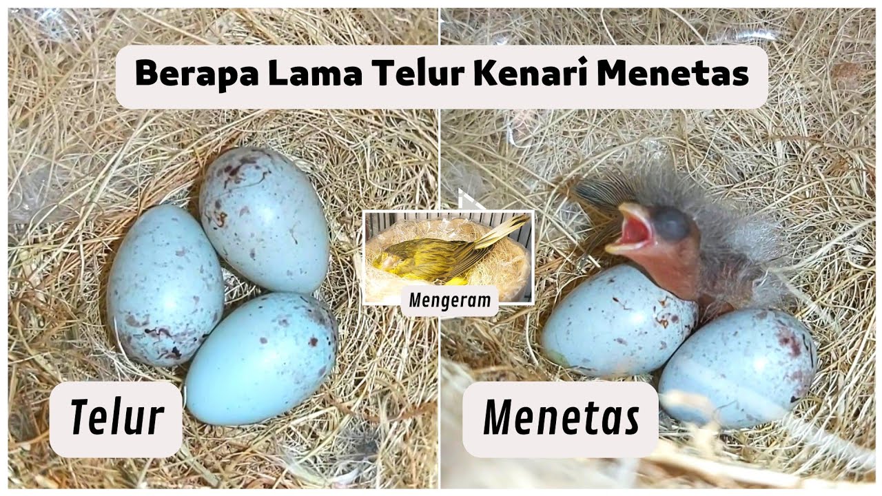 BERAPA LAMA TELUR KENARI DIERAMI SAMPAI MENETAS ?