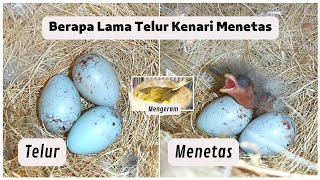 How Long Do Canary Eggs Introduce Until They Hatch