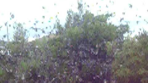 Tree Swallow Swarm /SW FL