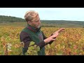 Clos de vougeot  une appellation viticole millnaire en ctedor