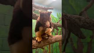 Tree Kangaroos