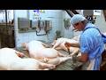Pig Raising Transport Method Pork Slaughter Cutting Line Sausage Processing Technology 