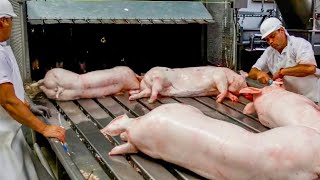 Pig Raising Transport Method - Pork Slaughter Cutting Line - Sausage Processing Technology