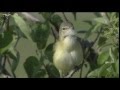 A bells vireo sings from a perch