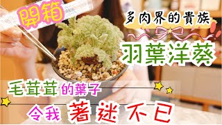 【A&Y開箱】超萌的羽葉洋葵!這可愛的小寶貝真的迷死我了🥰|pelargonium Appendiculatum 【A&Y開箱】超萌的羽葉洋葵!這可愛的小寶貝真的迷死我了🥰|pelargonium Appendiculatum