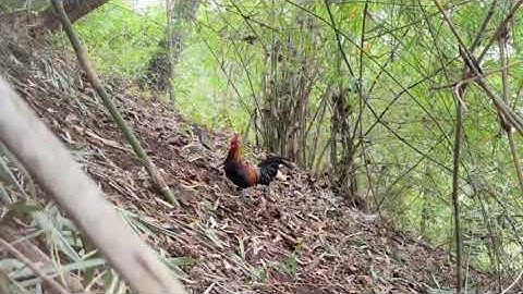 bẫy gà rừng mới nhất /9/12/2025/ cuab qaib qus tuaj zoo heev 👍