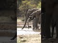 Elephants Drinking Water In A Row #nature #safari #amazing #animals #wildlife