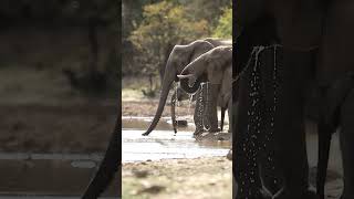 Elephants Drinking Water In A Row #Nature #Safari #Amazing #Animals #Wildlife