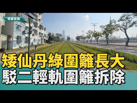 綠色廊道｜矮仙丹綠圍籬長大了 駁二輕軌旁鐵圍籬拆除