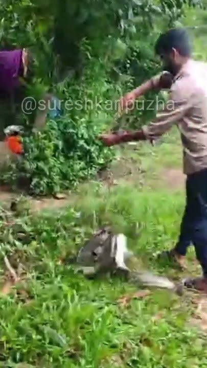 എന്തോരം വാളയാ 💥CASTNET FISHING IN RIVER ||@sureshkaripuzha #shorts,