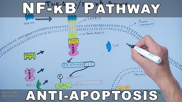 NF-κB Pathway | Cell Survival Pathway