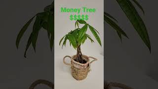 Money Tree