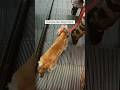 A dog’s love: silent, steady, and forever.| #trending #dogs #motivation #loyalty #shorts #viralvideo