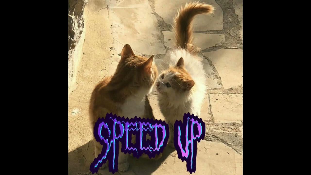 Котик speed up. Котик speed up