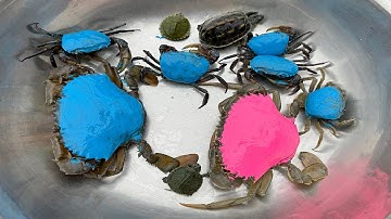 Kem Ốc và cua Chanel lái xe công nông đuổi theo con cá sấu, con rùa, cứu con cua, cua xanh, con ếch.