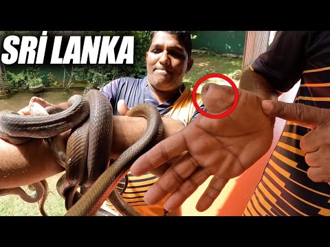 KOBRA YILANI ISIRDI !! Sri Lanka'da İLGİNÇ Bir Adam🇱🇰#265