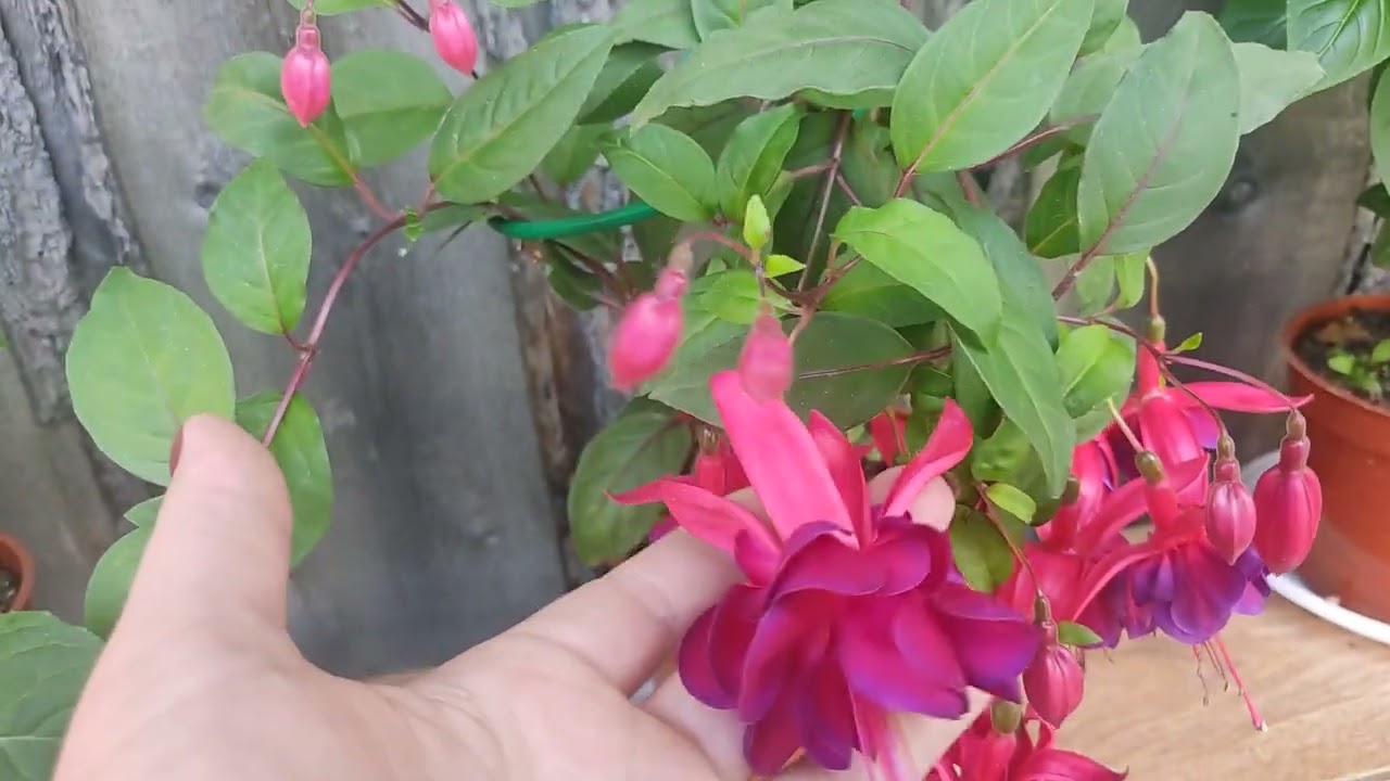 Фуксии. Обзор новых сортов в моей коллекции.