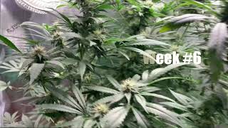 Mainlined Cannabis Plant - Week #6 of Flowering