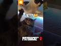 “Did my cat just AVENGE ME?!” Sapphire & Gadget 🐾 Cute cat moments! #cat #catshorts #cats #cute
