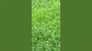 #تلاوة شجية ندية لصاحب الصوت الذهبي مع هذا المنظر الذي يثلج الصدور