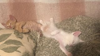 Cute sleepy kittens… fighting through nap time