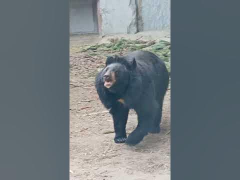 Гималайский медведь - YouTube
