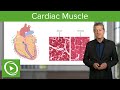 Cardiac Muscle: Function & Main Parts  – Histology | Lecturio