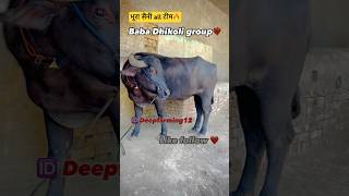 Baba group Dhikoli❤️‍🔥 भूरा सैनी all टीम full video इसी चैनल पर है share❤️