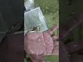 @tvhesuinbada4267 @tvhesuinbada4267 Denison Barbs were being inoculated in a rearing tank