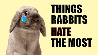 13 Things Rabbits Hate The Most!