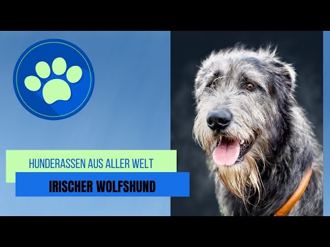 Video: Die Lebensspanne eines irischen Wolfshunds