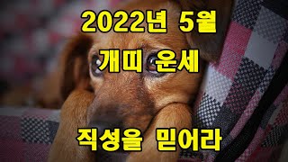 2022년 5월 개띠 운세 직성을  믿어라