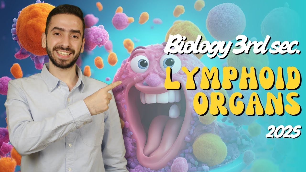 Lymphoid organs in humans - Biology 3rd secondary Egypt - Immunity in living organisms