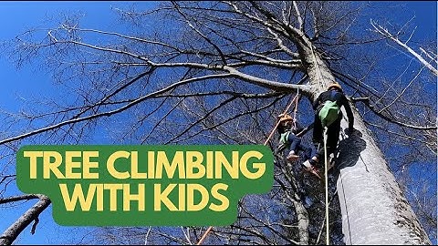 Tree Climbing with kids