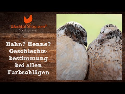 Video: Wie Unterscheidet Man Männliche Von Weiblichen Wachteln?