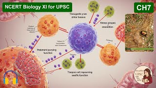NCERT Biology XI Ch7 | STRUCTURAL ORGANISATION | Animal Tissues & Systems #UPSC screenshot 3