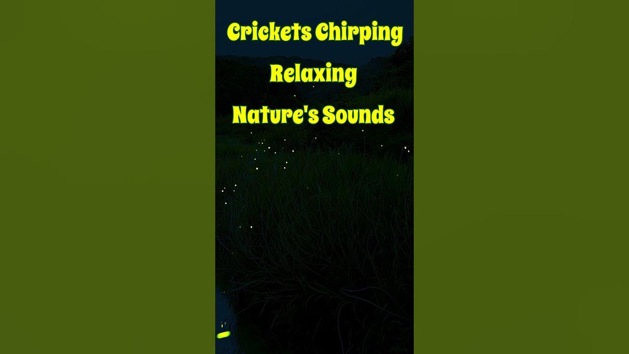Crickets Chirping Relaxing Nature's Sounds Meditation; White noise
