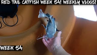 Celebrity Week 54 - Weekly Red Tail Catfish Vlog!  Watch Us Grow! Profile