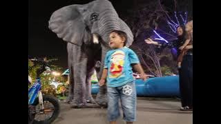 Nada dering kupu kupu baja