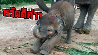 คุณพระ! ดาวกลายเป็นสาวน้อยไปแล้ว!เกิดอะไรขึ้น!? baby elephant