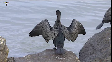 Double-crested Cormorant Dries Its Feathers