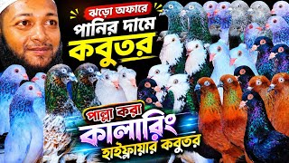 গরম অফারে পাঙ্খি,সিলবার,গররা,চিলা পাল্লা করা হাইফ্লায়ার গিরিবাজ কবুতর | বাকবাকুম পায়রা | Pigeon |