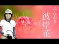 【望遠レンズでふんわり彼岸花】🌸群生してなくても大丈夫です