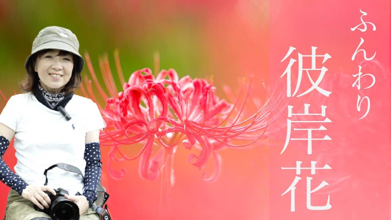 【望遠レンズでふんわり彼岸花】🌸群生してなくても大丈夫です