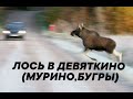 Лось бегает по Девяткино (Мурино, Бугры)