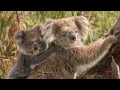 Koalas Let's Learn More