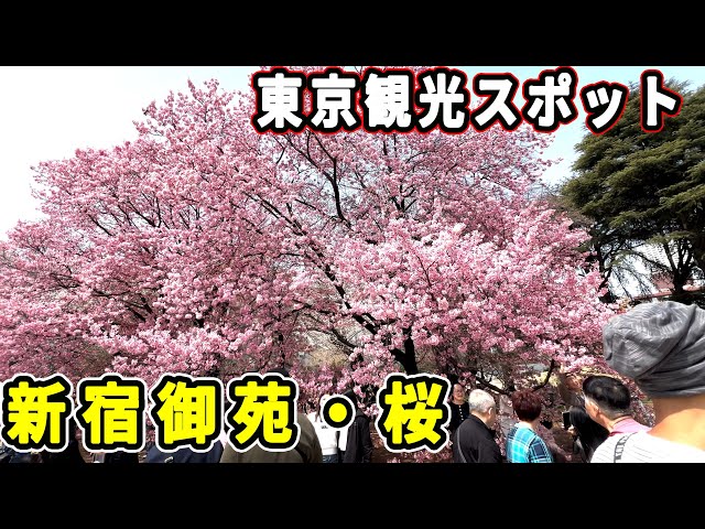 春の新宿御苑