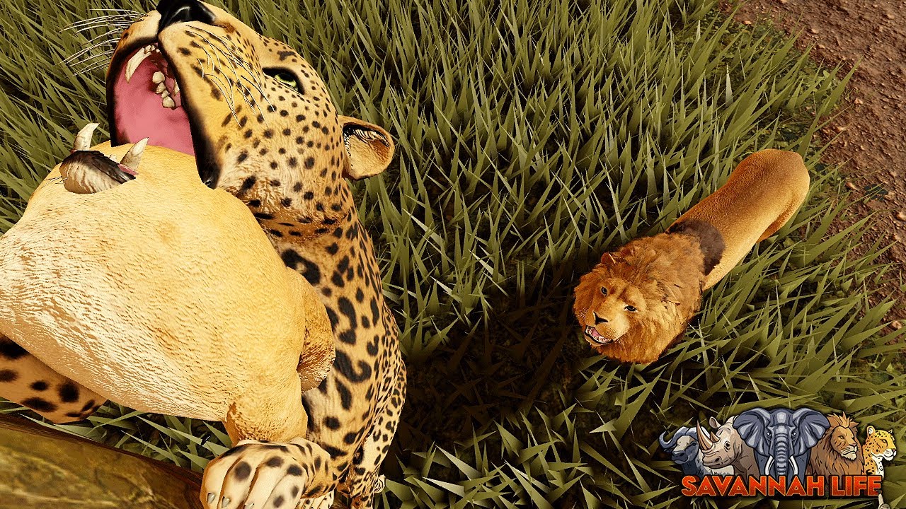 Leopard Stealing Lion Cubs! | ROBLOX Savannah Life